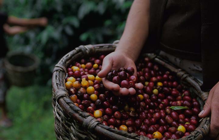 El cultivo del café, un diamante precioso