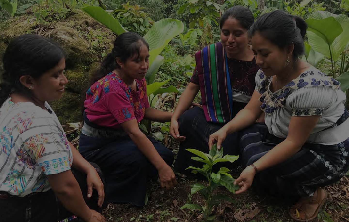 El futuro de Yemen, en un grano de café