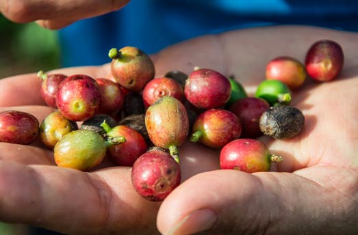 arabica beans
