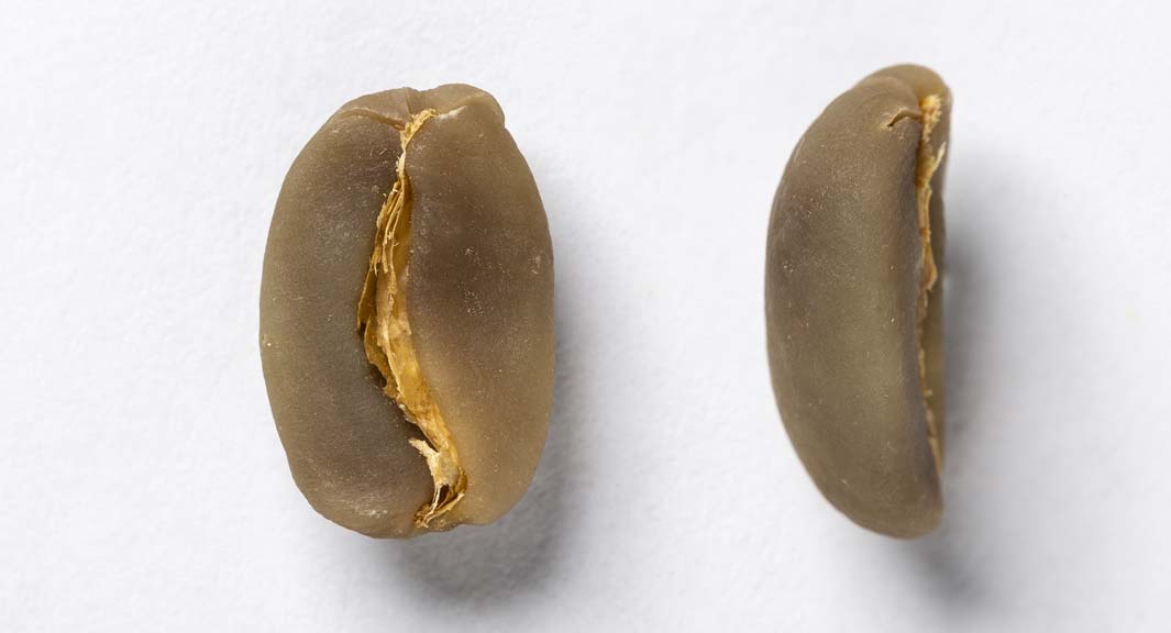 arabica coffee beans